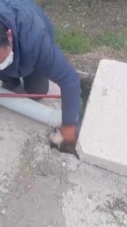 Kanalizasyon kuyusuna d&uuml;şen 3 yavru k&ouml;peğin yardımına vatandaş koştu
