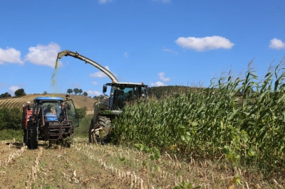 Kandıra Topraklarının Verimi B&uuml;y&uuml;kşehir Desteği İle Arttı:  Yıllık Hasat 1 Yerine 6&rsquo;ya &Ccedil;ıktı