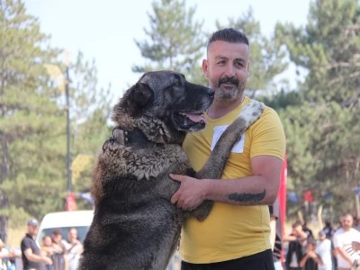 Kangal k&ouml;pekleri podyuma &ccedil;ıktı