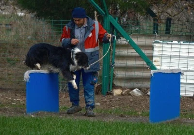 Kangal ve akbaştan sonra &ccedil;obanlara hareketli ve heyecanlı yeni bir yardımcı geliyor