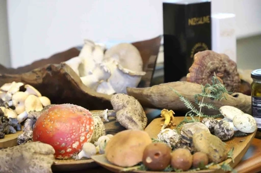 Kanser tedavisinde &ouml;nemli silah: &ldquo;Mantar&rdquo;
