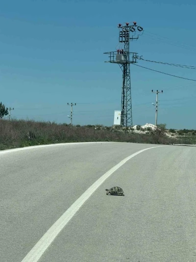 Kaplumbağalara karşı s&uuml;r&uuml;c&uuml;ler uyarıldı
