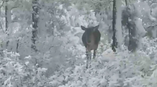 Kar yağışı sonrası yemek arayan kızıl geyikler yol kenarında g&ouml;r&uuml;nt&uuml;lendi

