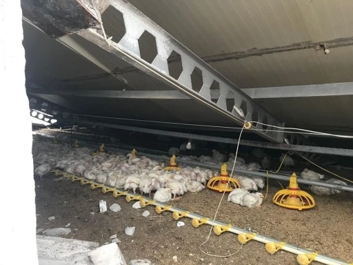 Kar yığınları k&uuml;mes &ccedil;atısını &ccedil;&ouml;kertti: Y&uuml;zlerce tavuk telef oldu
