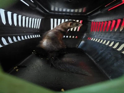 Kara ayaklı gelinciği satarken yakalandı 