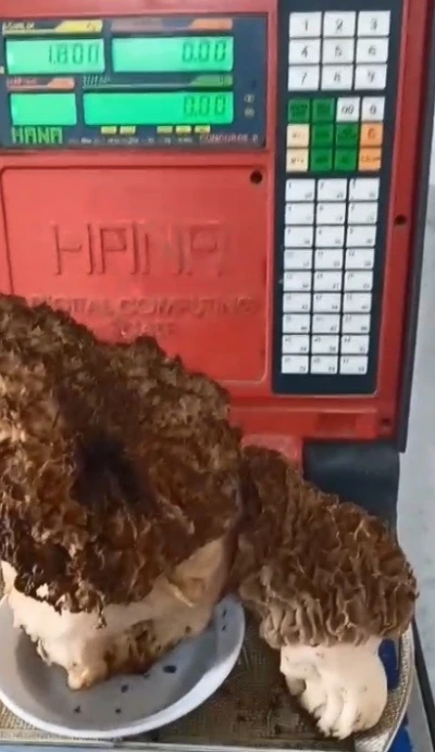 Karabağlar Yaylası&rsquo;nda dev kuzug&ouml;beği mantarı bulundu
