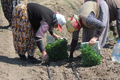 Karacabey&rsquo;de &ccedil;ift&ccedil;inin hummalı mesaisi