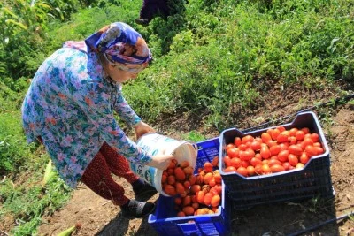 Karacabey'de domates sezonu başlıyor
