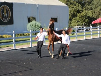 Karacabey Harası&rsquo;nda 58 tay satıldı