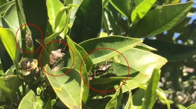 Karacabey'in 2 mahallesinde kahverengi kokarca b&ouml;ceği istilası!