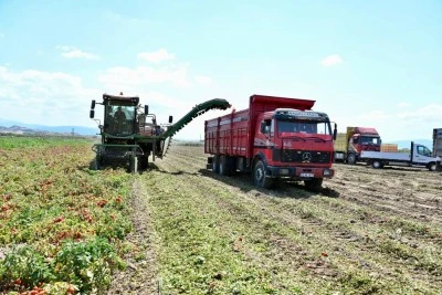 Karacabey'in bereketli ovasında hasat başladı