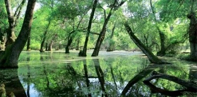 Karacabey Longoz Ormanları hakkında soru &ouml;nergesi