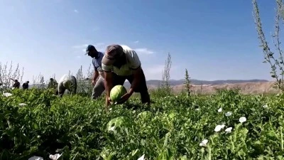 Karacabey Ovası'nda yetişen karpuz Bursa'da 30 katına satılıyor
