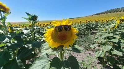 Karacabey Ovası'nın bereketi g&uuml;n y&uuml;z&uuml;ne &ccedil;ıktı