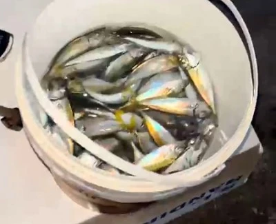 Karacabey sahillerinde istavrit bolluğu