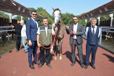 Karacabey'de Arap tayları 27 milyon 550 bin TL'ye satıldı