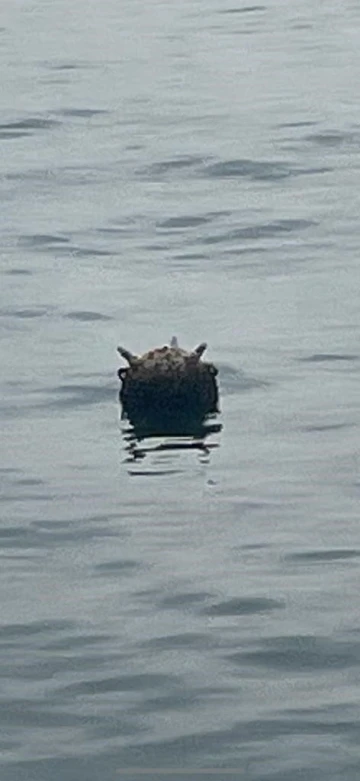 Karadeniz&rsquo;de tespit edilen mayın kontroll&uuml; şekilde imha edildi
