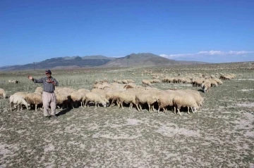 Karapınar&rsquo;da son yağışlar hayvancılara umut oldu
