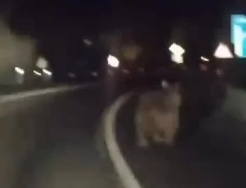 Bursa'da karayoluna inen ayıya ara&ccedil;lı takip