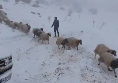 Karda mahsur kalan &ccedil;oban ve 800 k&uuml;&ccedil;&uuml;kbaş hayvan kurtarıldı