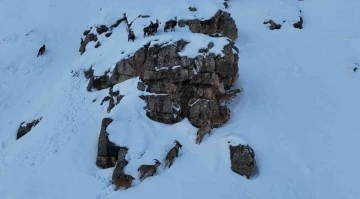 Karla kaplanan Munzur Dağlarında s&uuml;r&uuml; halindeki yaban ke&ccedil;ileri havadan g&ouml;r&uuml;nt&uuml;lendi
