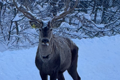 Karla Kaplı Kuzuyayla&rsquo;da Kızıl Geyik G&ouml;r&uuml;nt&uuml;lendi