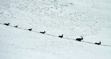 Karlı dağları aşarak g&ouml;&ccedil; yoluna koyulan şamua s&uuml;r&uuml;s&uuml; g&ouml;r&uuml;nt&uuml;lendi
