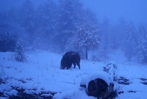 Karlı havada yiyecek arayan domuzun g&ouml;r&uuml;nt&uuml;leri kameraya yansıdı
