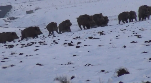 Kars&rsquo;ta gazetecilerin domuz s&uuml;r&uuml;s&uuml;yle imtihanı
