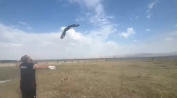 Kars&rsquo;ta kızıl şahin doğal ortamına bırakıldı
