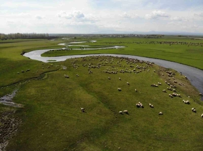 Kars&rsquo;ta meralarda hayvan sesleri y&uuml;kseliyor
