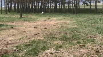 Kars&rsquo;ta tarhi tren istasyonundaki kuru &ccedil;am ağa&ccedil;ları kesildi
