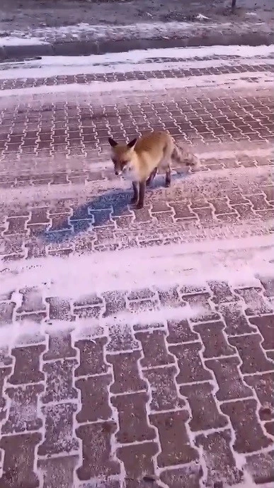 Kars&rsquo;ta tilki ile vatandaşın g&uuml;l&uuml;mseten anları
