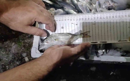 Kastamonu&rsquo;da 56 kasa avlanabilir boydan k&uuml;&ccedil;&uuml;k balık ele ge&ccedil;irildi
