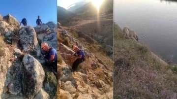 Kayalıklarda 5 g&uuml;n mahsur kalan k&ouml;peği AFAD kurtardı
