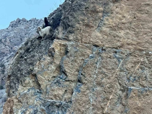 Kayalıklarda mahsur kalan 4 ke&ccedil;iyi itfaiye kurtardı
