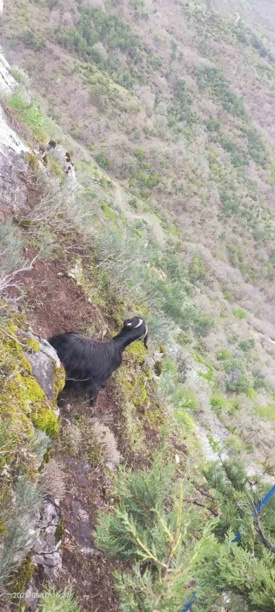 Kayalıklarda mahsur kalan ke&ccedil;iyi AFAD ekipleri kurtardı
