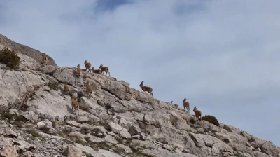 Kayalıkları mesken tutan yaban ke&ccedil;ileri havadan g&ouml;r&uuml;nt&uuml;lendi
