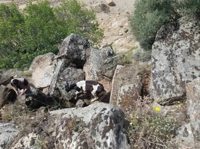 Kaybolan inekler, u&ccedil;urumda bulundu
