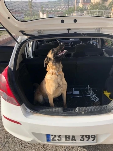 Kaybolan k&ouml;peğini bulana 10 bin lira &ouml;d&uuml;l verecek
