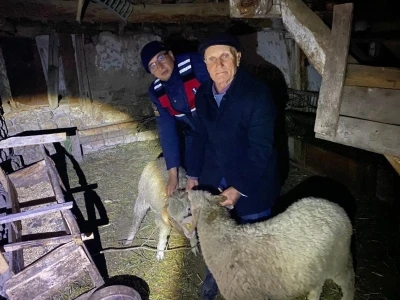 Kayıp hayvanları jandarma buldu
