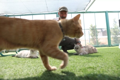 Kayseri&rsquo;de &lsquo;K&uuml;&ccedil;&uuml;k Dostlar Kedi Kasabası&rsquo; Ziyaret&ccedil;i Akınına Uğruyor