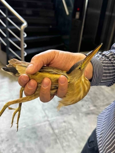 Kayseri&rsquo;de nesli t&uuml;kenmekte olan balaban kuşu g&ouml;r&uuml;ld&uuml;
