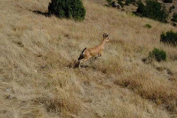 Kazankaya Kanyonu&rsquo;na 5 dağ ke&ccedil;isi daha salındı
