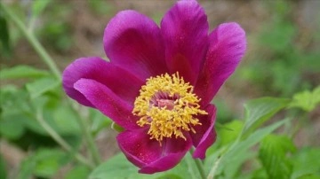 Kazdağı Milli Parkı'nın şakayık ve mavi s&uuml;mb&uuml;lleri koruma altında