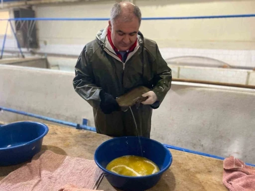 Keban Su &Uuml;r&uuml;nleri &Uuml;retim Tesisinde 20 milyon yavru alabalık &uuml;retildi
