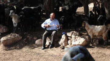 Ke&ccedil;ilerinin peşinde 50 yıldır cura &ccedil;alıyor