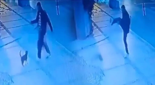 Kedi d&uuml;şmanı her yerde aranıyor