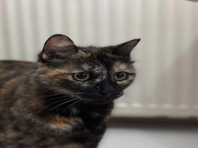 Kedi katiline en &uuml;st seviyeden hapis cezası