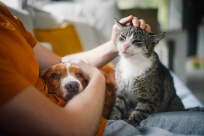 Kedi ve K&ouml;pek Bakımında Yeni Yaz Rutini